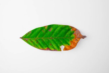 Kenevir yaprağı, bitkisel bitki ve beyaz bir arka plan. Yumuşak odaklanma. Sığ odak etkisi.