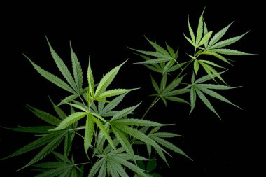 Esrar yaprağı, siyah arka planda bitkisel ilaç bitkisi. Yumuşak odaklanma. Sığ odak etkisi.