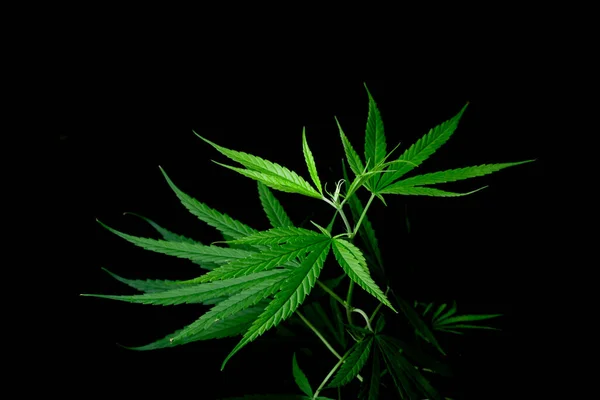 Cannabis Leaf Herbal Medicine Herb Plant Black Background Soft Focus — Zdjęcie stockowe