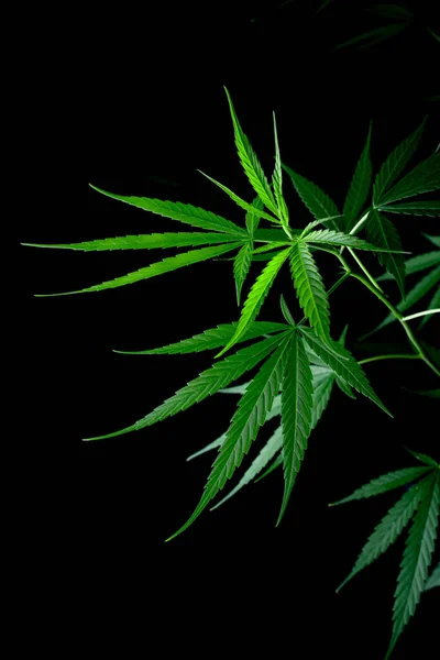 Cannabis Leaf Herbal Medicine Herb Plant Black Background Soft Focus — Stok fotoğraf