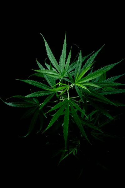 Cannabis Leaf Herbal Medicine Herb Plant Black Background Soft Focus — Stockfoto