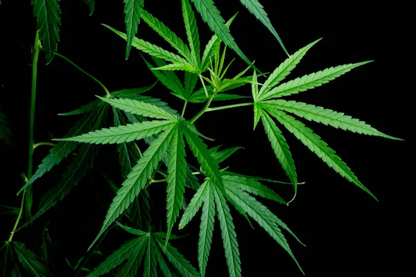 Cannabisblatt Kräuterheilpflanze Auf Schwarzem Hintergrund Soft Focus Flacher Fokus Effekt — Stockfoto