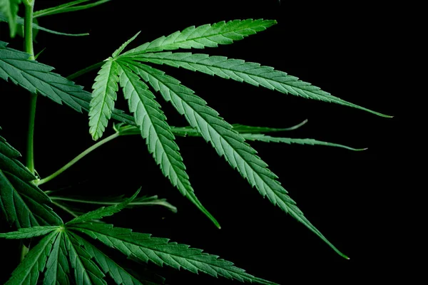Cannabis Leaf Herbal Medicine Herb Plant Black Background Soft Focus — Zdjęcie stockowe