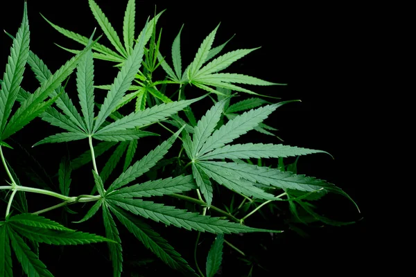 Cannabis Leaf Herbal Medicine Herb Plant Black Background Soft Focus — Fotografie, imagine de stoc