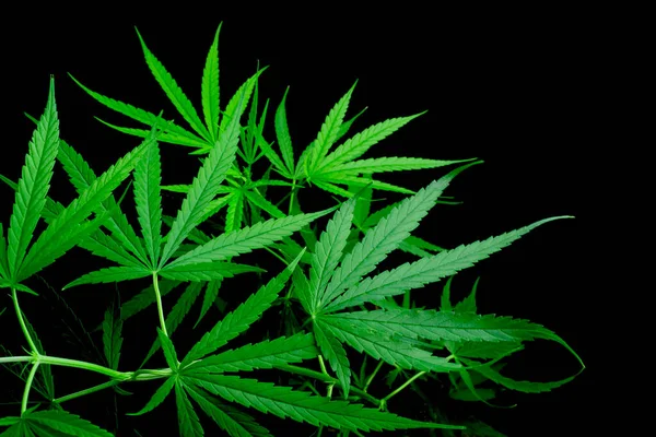 Cannabisblatt Kräuterheilpflanze Auf Schwarzem Hintergrund Soft Focus Flacher Fokus Effekt — Stockfoto