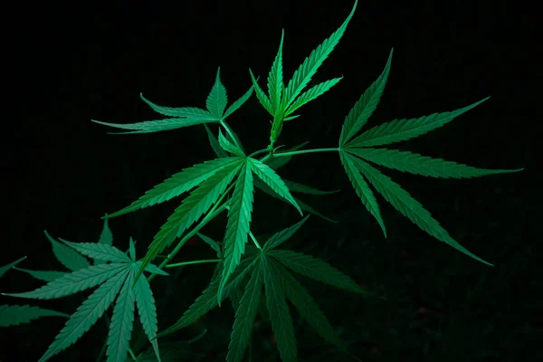 Cannabisblad Kruidenmedicijn Kruid Plant Een Zwarte Achtergrond Zacht Focus Oppervlakkig — Stockfoto