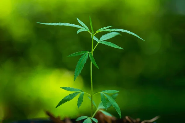 Selective Focus Cannabis Leaf Herbal Medicine Herb Plant Green Tree — Stok fotoğraf