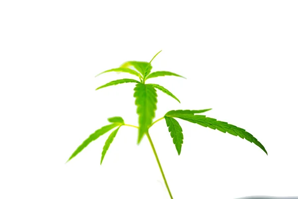 Selective Focus Cannabis Leaf Herbal Medicine Herb Plant White Background —  Fotos de Stock