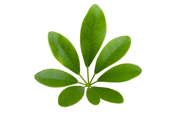 Mladé Listy Zelených Stromů Bílém Pozadí — Stock fotografie