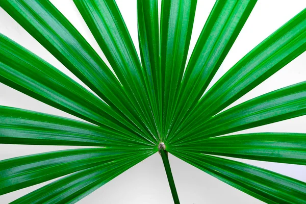 Lady Palmový List Nebo Realistické Izolované Bílém Pozadí Soft Focus — Stock fotografie