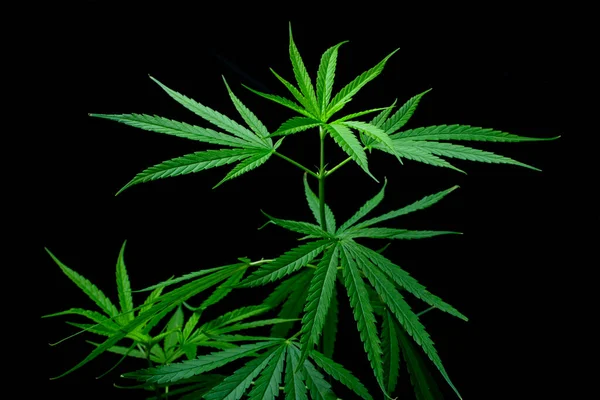 Esrar yaprağı, siyah arka planda bitkisel ilaç bitkisi. Yumuşak odaklanma. Sığ odak etkisi.