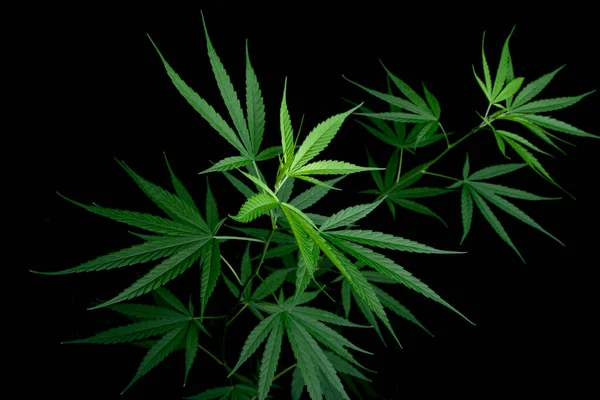 Cannabis Leaf Herbal Medicine Herb Plant Black Background Soft Focus — Foto Stock