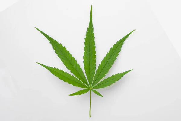 Cannabis Leaf Herbal Medicine Herb Plant White Background Soft Focus — Zdjęcie stockowe