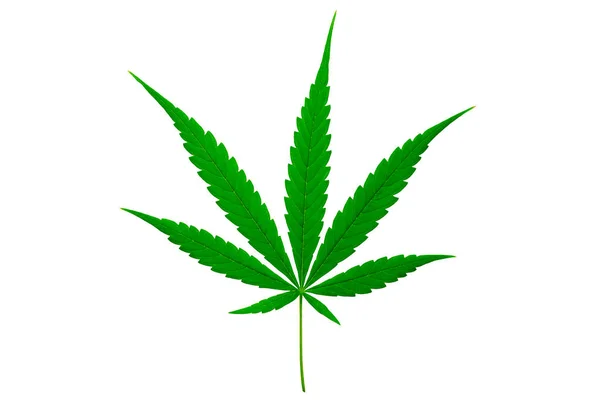 Cannabisblatt Kräuterheilpflanze Auf Weißem Hintergrund Soft Focus Flacher Fokus Effekt — Stockfoto