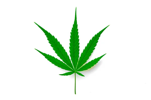 Cannabis Leaf Herbal Medicine Herb Plant White Background Soft Focus — Stok fotoğraf