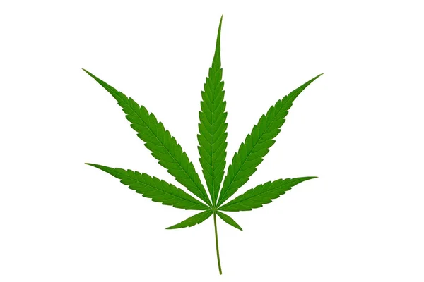 Cannabis Leaf Herbal Medicine Herb Plant White Background Soft Focus — Stockfoto