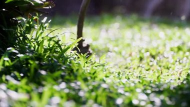 spinning nylon string parallel to the grass-level slow-motion clip, Trimming the excess grass with a brushcutter