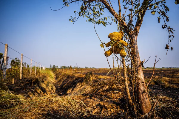 Teddy bear hanging on a burning tree Combustion in a wide field, forest fires resulting,the consequences of PM2.5 poisoning, Bush fire In thailand outback, burnt trees suffered and black sole.