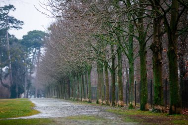 Avusturya 'da sonbahar sabahı yol kenarındaki ağaçlar.