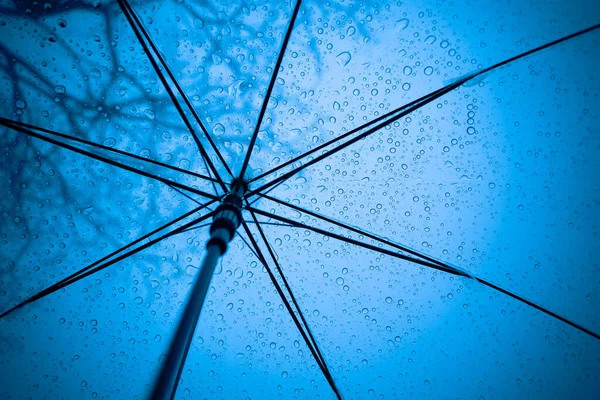 Raindrops fall on clear umbrellas under a dry tree branch and heavy rain thunderstorm