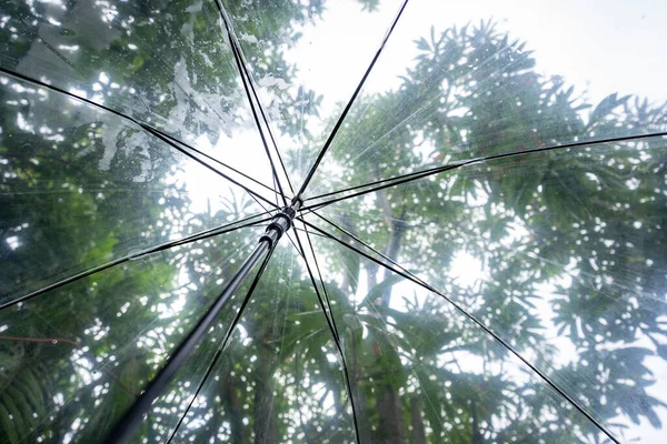 Caen Gotas Lluvia Sobre Sombrillas Claras Bajo Una Rama Árbol — Foto de Stock