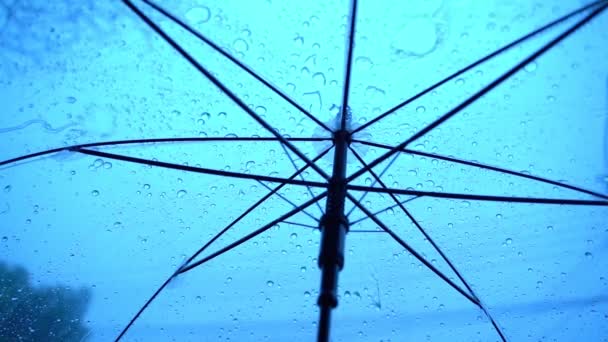Regentropfen Fallen Auf Klare Regenschirme Unter Einem Trockenen Ast Und — Stockvideo