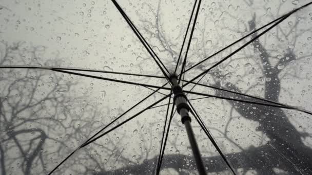 Raindrops Fall Clear Umbrellas Dry Tree Branch Heavy Rain Thunderstorm — Stock videók