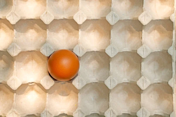 Karton Kutuda Bir Yumurta — Stok fotoğraf