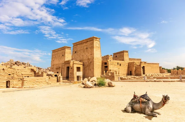 Храм Филе и верблюд, прекрасный солнечный день, Асуан, Египет — стоковое фото