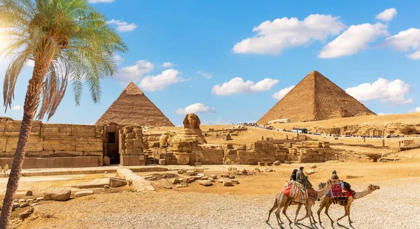 Прекрасная пальма от Великого Сфинкса и египетской пирамиды, Гиза, Африка — стоковое фото
