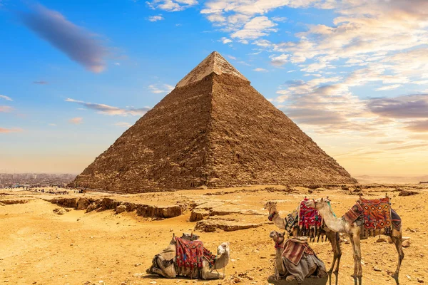 Ruiny Piramidy Chephren Wielbłądy Słonecznej Pustyni Giza Egipt — Zdjęcie stockowe