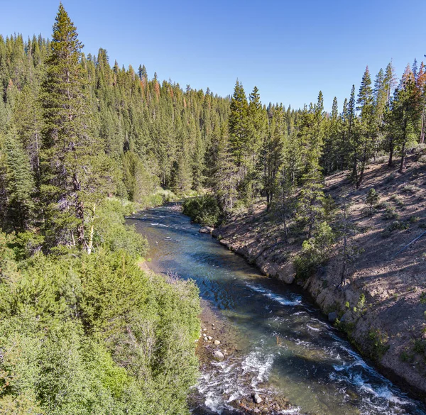 Truckee Nehri, Placer County California 'daki orman ağaçlarının arasından esiyor..