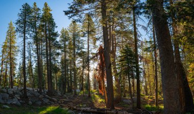 Güneş ışığı, Truckee California 'daki Donner Gölü yakınlarındaki ormanların en yeşil ağaçlarının arasından yükselir..