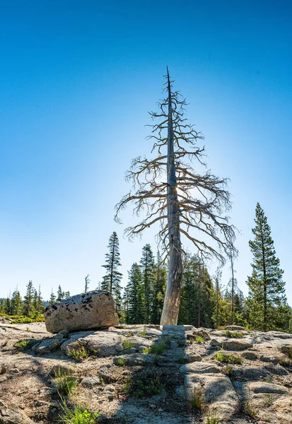 Donner Zirvesi ağacı Pasifik Zirvesi patikası boyunca Truckee California yakınlarında.