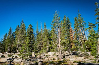 Kaliforniya 'daki Donner Geçidi' nin zirvesindeki kaya tarlasında her daim yeşil ağaçlar..