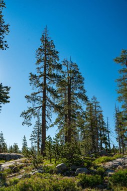 Görkemli yeşil ağaçlar Nevada 'daki Pasifik Tepesi Patikası' nın üzerinde duruyor.