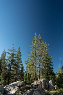 Tall evergreens above boulders near Donner Pass and Summit in Sierra Nevada mountains.