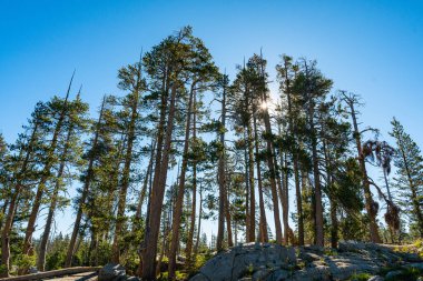 Truckee California, Tahoe Gölü yakınlarındaki Placer County 'nin Sierra Nevada dağlarında..