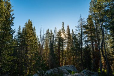Yükselen güneş, Kaliforniya 'nın Sierra Nevada dağlarındaki ağaçların arasından gölgeler saçar..