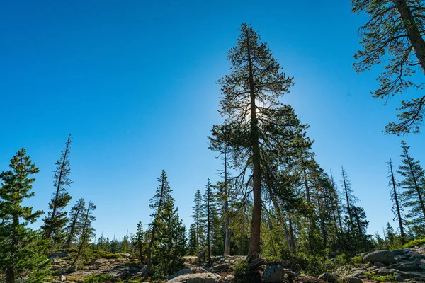 Large Pine Stands Pacific Crest Trail Sierra Nevada Mountain Range — Stock Photo, Image