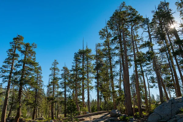 Yürüyüş yolu Kuzey Kaliforniya 'daki Sierra Nevada sıradağlarına çıkıyor..
