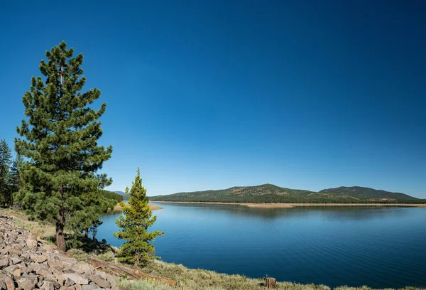 Pine tree stands above the waters of a large reservoir in the mountains of northern California.