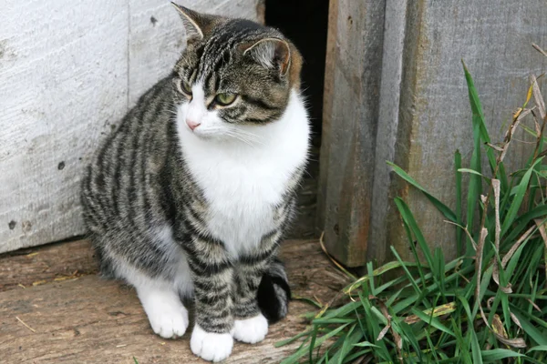 kapı aralığında çizgili kedi