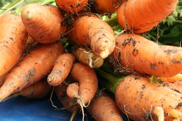 Садовая морковь — стоковое фото