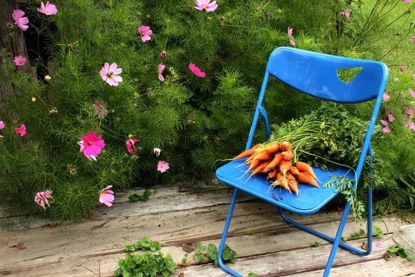 Garden carrots — Stock Photo, Image
