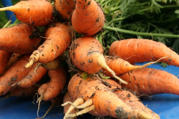 Gartenmöhren — Stockfoto