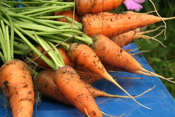 Садовая морковь — стоковое фото