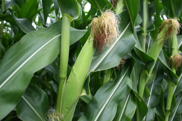 Corn on Stalks — Stock Photo, Image