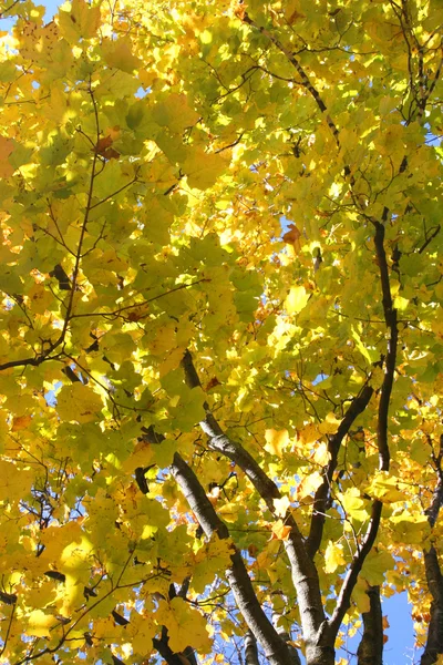 Sonbahar, sonbahar ağaçlar