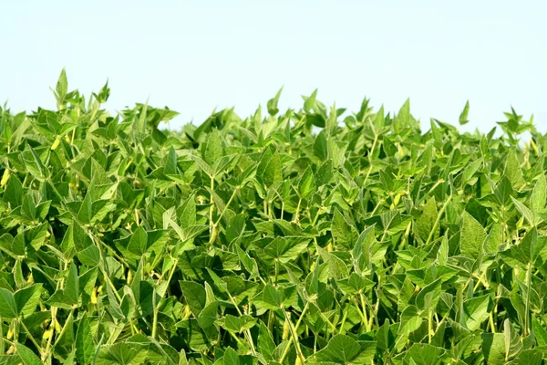 soya alan